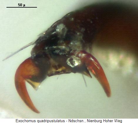 exochomus_quadripustulatus_vkl.jpg