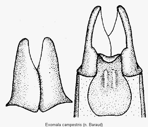 exomala_campestris.gif