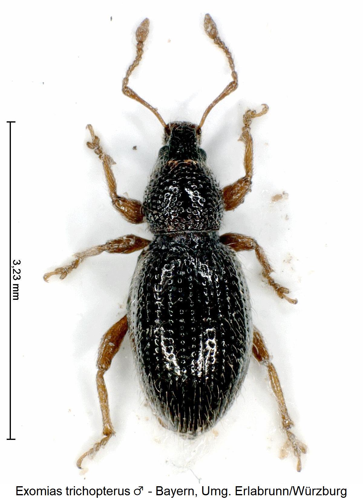 exomias_trichopterus_hab.jpg