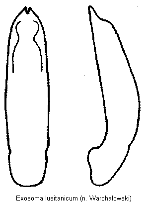 exosoma_lusitanicum.gif