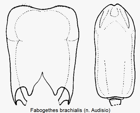fabogethes_brachialis.gif