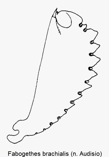fabogethes_brachialis_vschn.gif