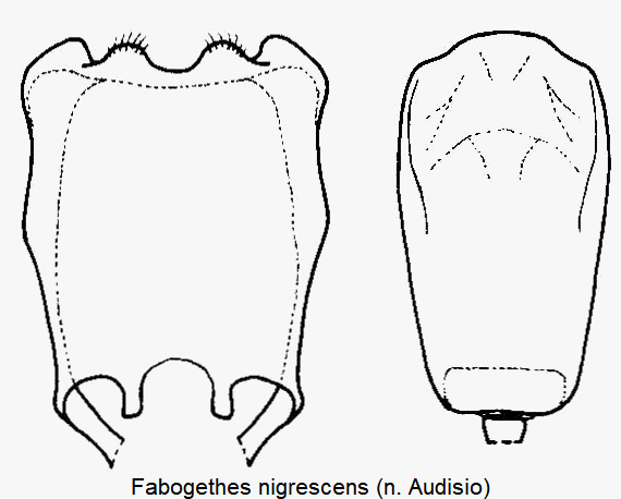 fabogethes_nigrescens.gif
