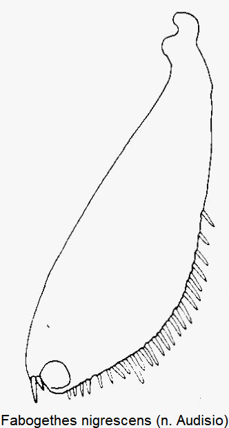 fabogethes_nigrescens_hschn.gif