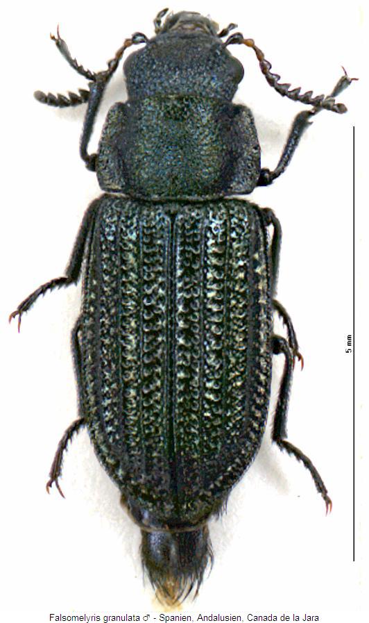 falsomelyris_granulata_m_hab.jpg