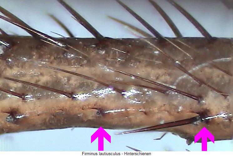 firminus_lautiusculus_hschn.jpg