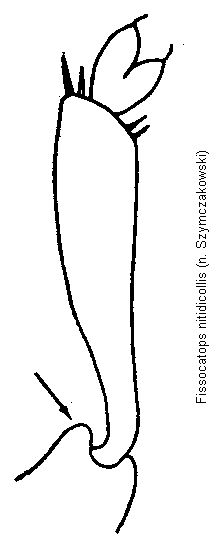 fissocatops_nitidicollis_vschn.gif