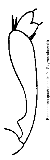 fissocatops_quadraticollis_vschn.gif