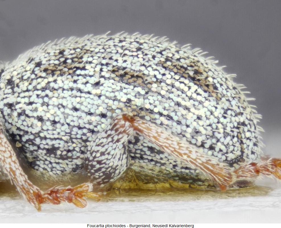 foucartia_ptochioides_sa1.jpg