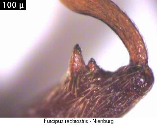 furcipus_rectirostris_schl.jpg