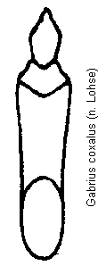 gabrius_coxalus.gif