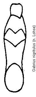gabrius_nigritulus.gif