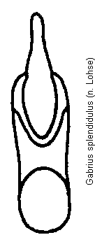 gabrius_splendidulus.gif