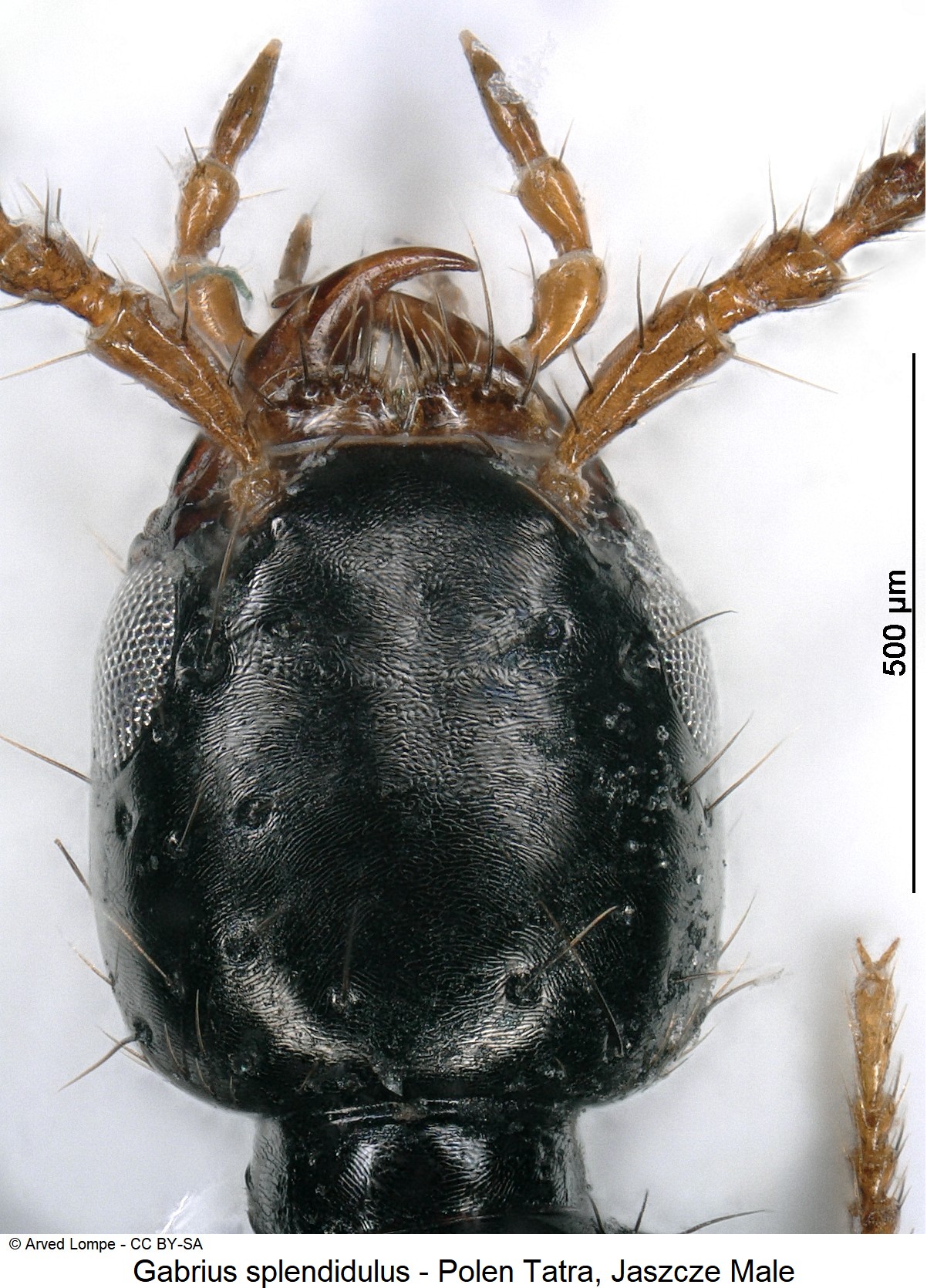 gabrius_splendidulus_ck34585946_k.jpg