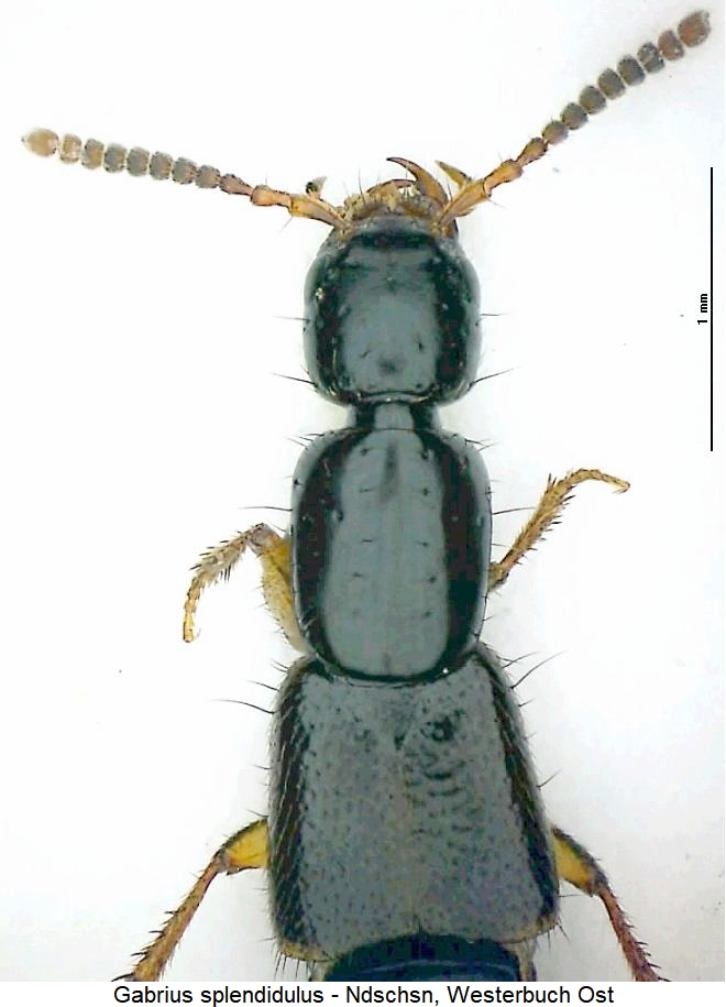 gabrius_splendidulus_vk.jpg