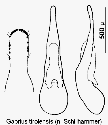 gabrius_tirolensis1.gif
