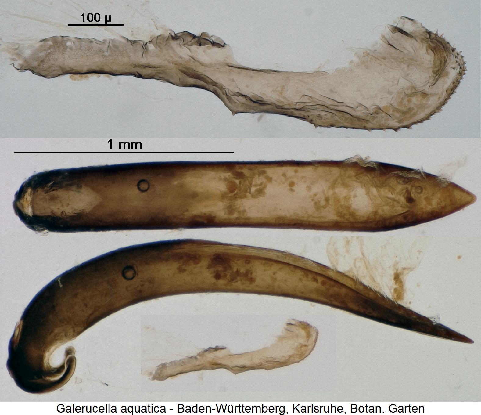 galerucella_aquatica1.jpg