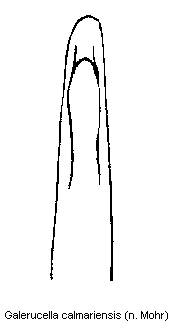 galerucella_calmariensis.gif