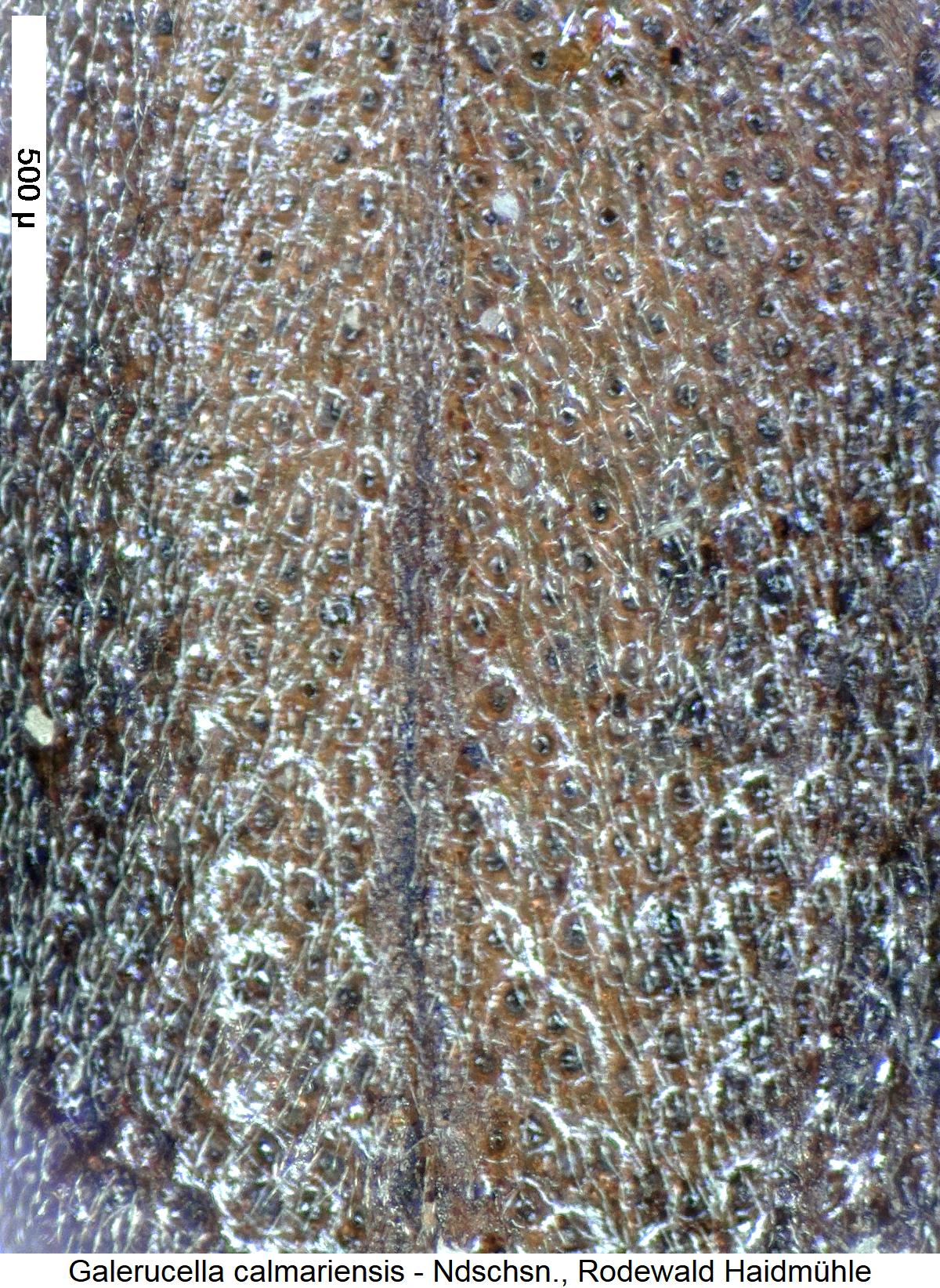 galerucella_calmariensis_int.jpg
