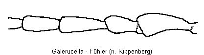galerucella_f.gif