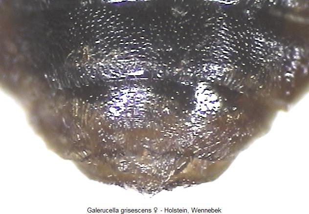 galerucella_grisescens_hlb.jpg