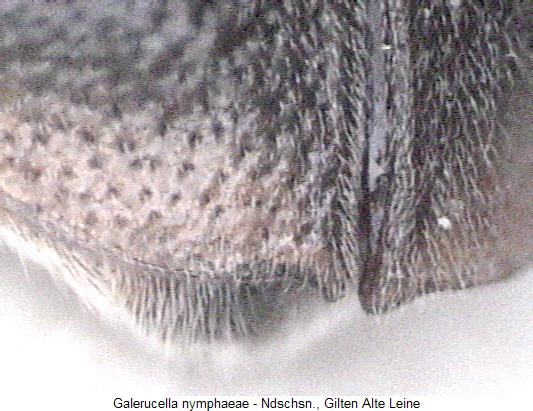 galerucella_nymphaeae_fld.jpg