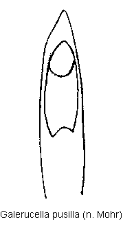 galerucella_pusilla.gif
