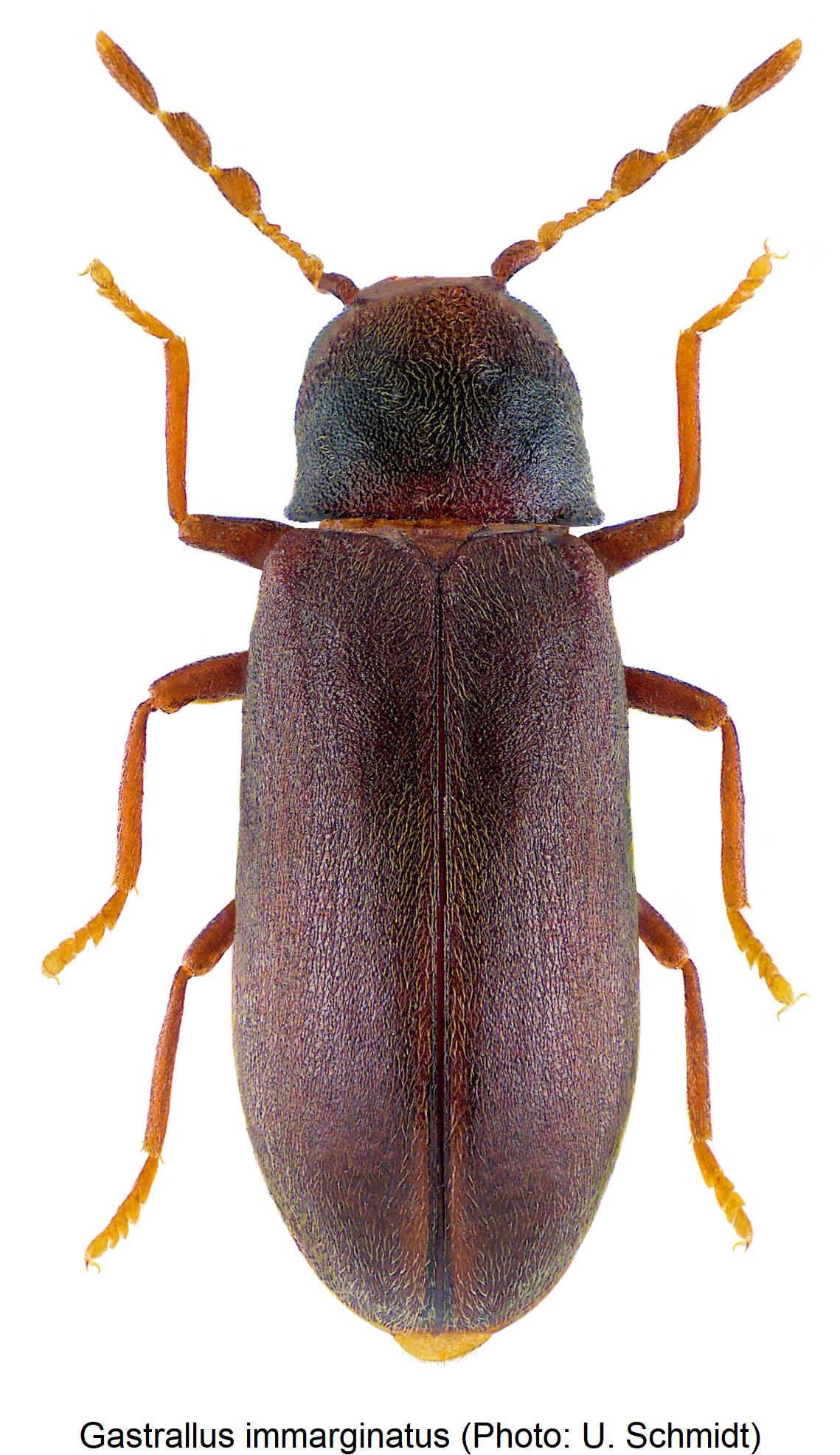 gastrallus_immarginatus_hab.jpg