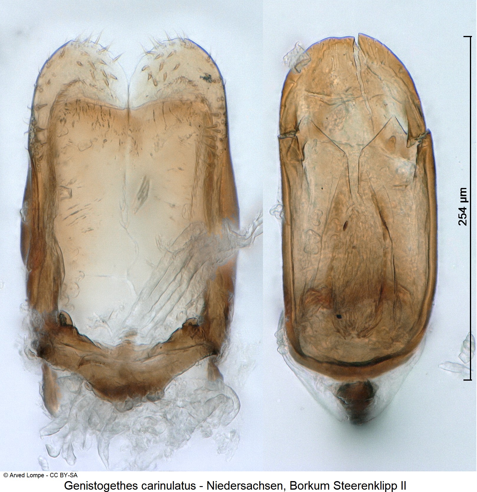 genistogethes_carinulatus_ck33132731.jpg