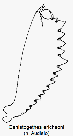 genistogethes_erichsoni_vschn.gif
