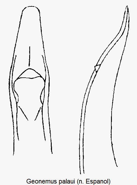 geonemus_palaui.gif