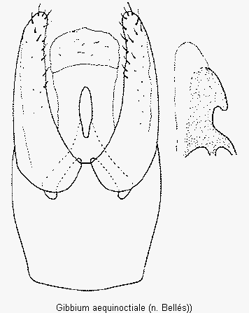 gibbium_aequinoctiale.gif
