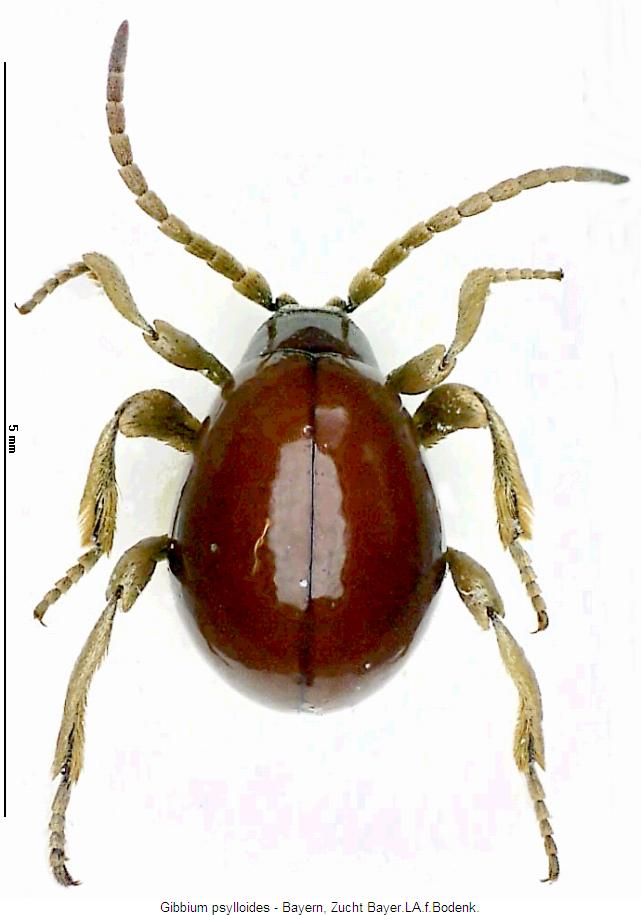 gibbium_psylloides_hab.jpg
