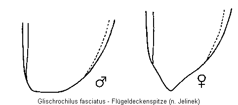 glischrochilus_fasciatus_fld.gif