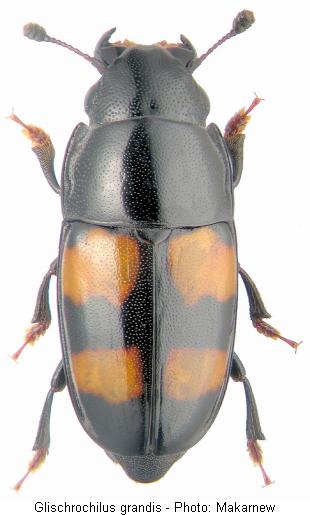 glischrochilus_grandis_hab.jpg