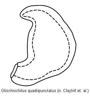 glischrochilus_quadripunctatus_sperm.gif