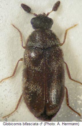 globicornis_bifasciata_hab.jpg