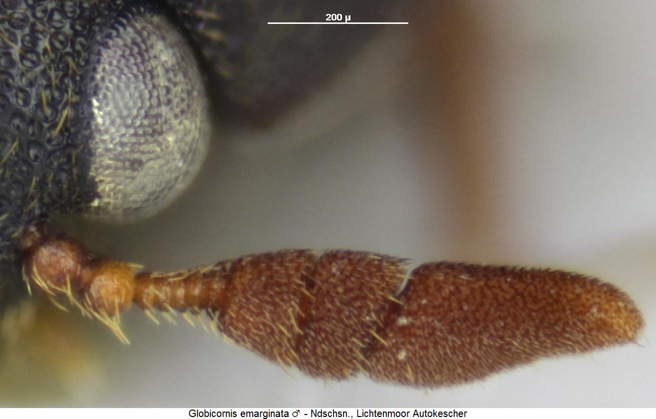 globicornis_emarginata_f.jpg