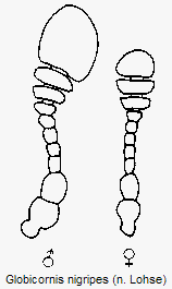 globicornis_nigripes_f.gif