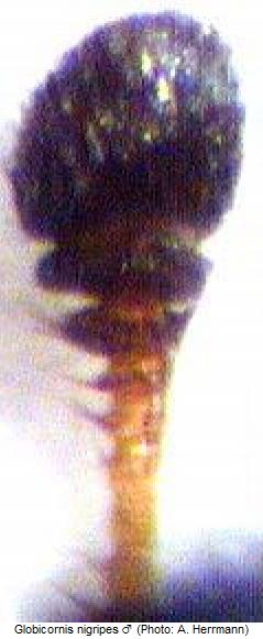 globicornis_nigripes_f.jpg