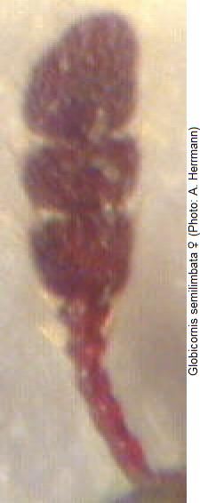 globicornis_semilimbata_f.jpg