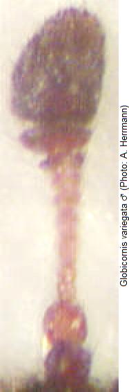 globicornis_variegata_f.jpg
