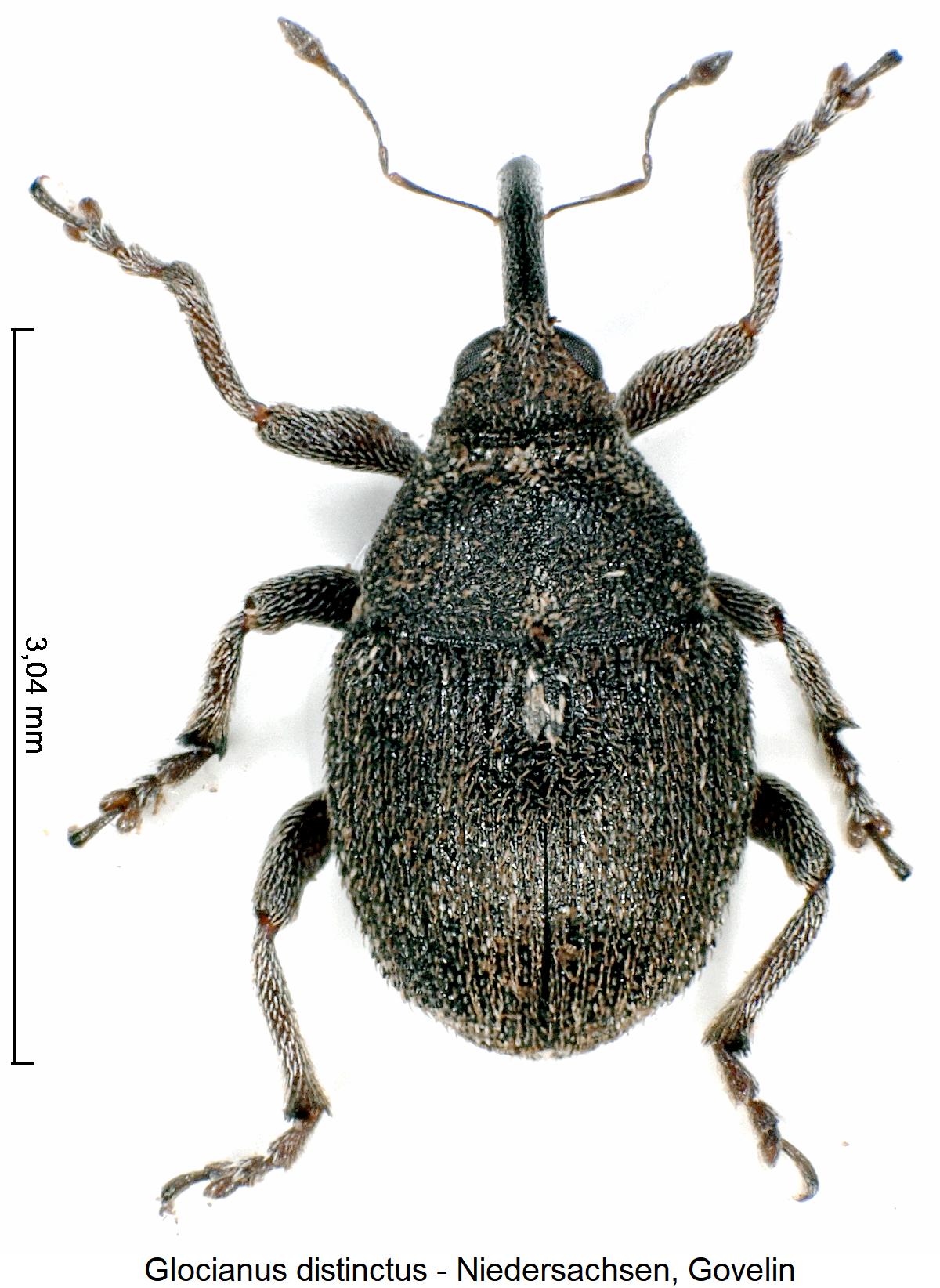 glocianus_distinctus_hab.jpg