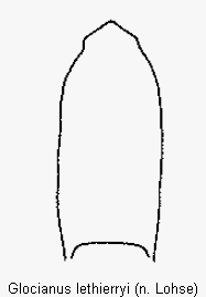 glocianus_lethierryi.gif