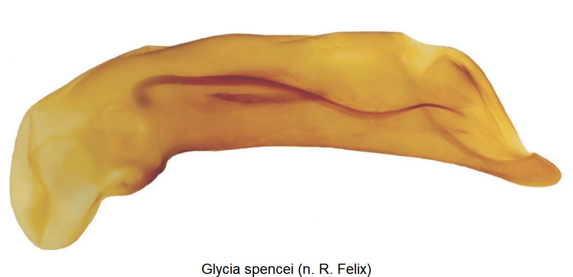 glycia_spencei.jpg