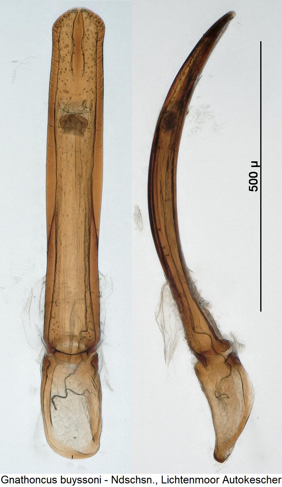 gnathoncus_buyssoni.jpg