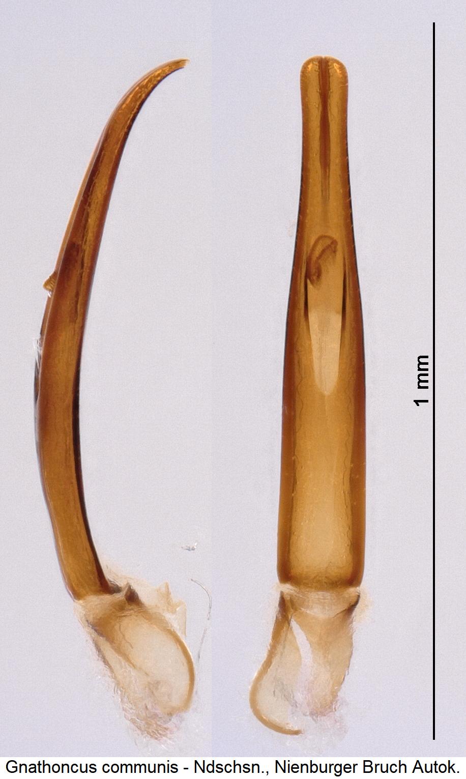 gnathoncus_communis.jpg