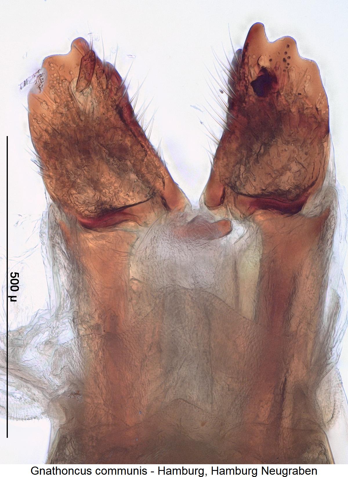 gnathoncus_communis_ovi.jpg