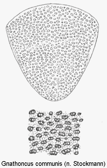 gnathoncus_communis_pyg.gif