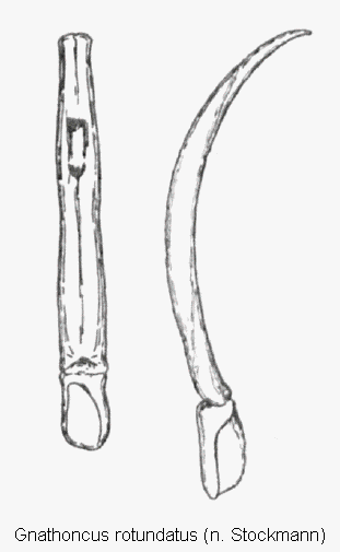 gnathoncus_rotundatus.gif